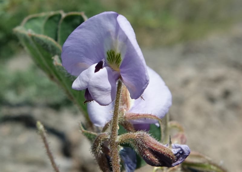 Poissonia heterantha, Fortunato 13088--Argentina. Hwy 150 W of Jachal. 5 Feb 2018. DSC08346 (35).JPG