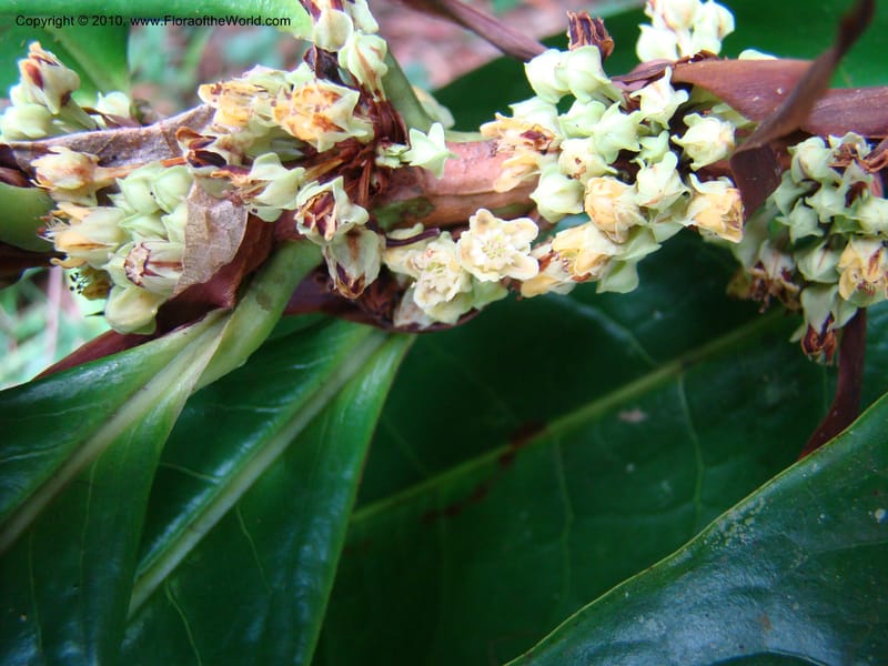 Erythroxylum macrophyllum, B. Hammel 24675--Costa Rica. Prov. Limon. Selva Bananito Lodge. 12 Apr 08. 009 (12).jpg