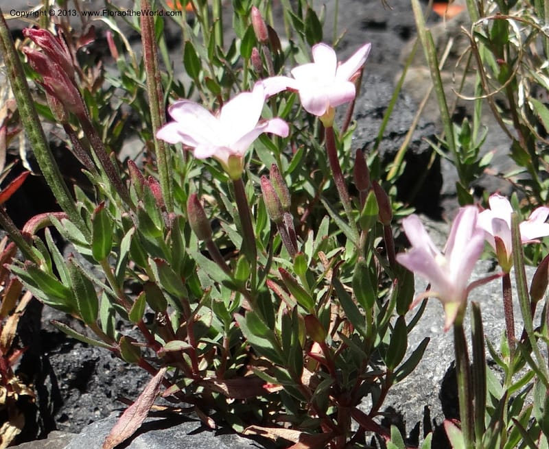 Epilobium, WDS 34141--Chile. P.N. Laguna del Laja. Ski lodge. 18 Feb 2013. DSC01783 (14).JPG