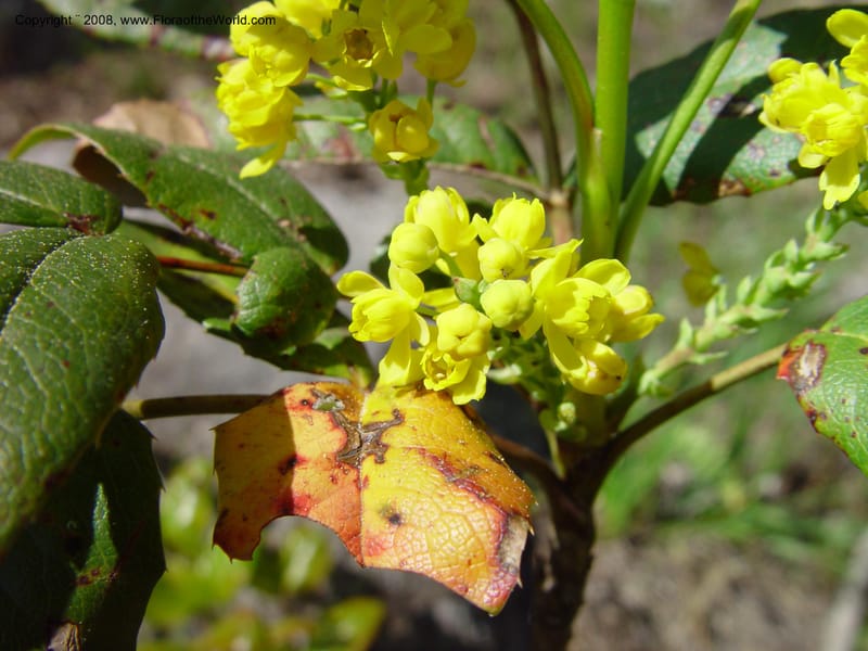 Berberis repens--ID. Valley Co. Payette Lake. 12 Jun 03. 123.jpg