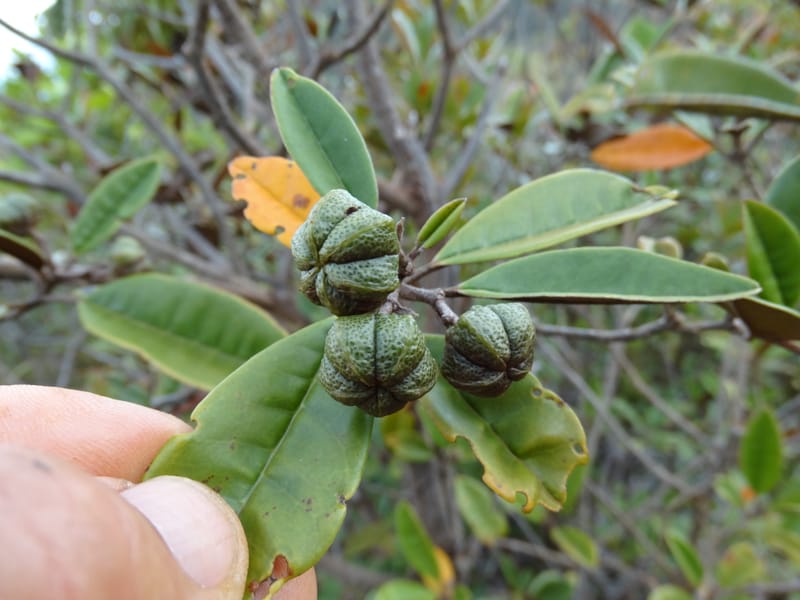 Myrtopsis, Lowry, P 7378--New Caledonia. Mont Dzumac. 12 Nov 2015. DSC01563 (633).JPG