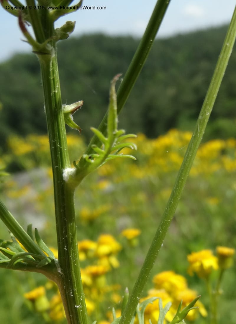 Packera millefolium, Davidson, C 13000--North Carolina. Macon Co. Slick Rock. 14 May 2015. DSC05505 (38).JPG