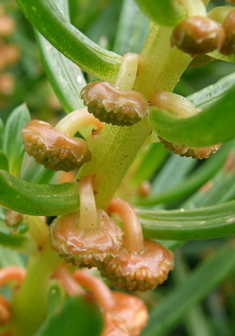 Gyrostemon sheathii, Davidson, C 13515--Australia. W.A. Torndirrup N.P. Frenchman Bay Rd. 30 Oct 2016. DSC06898 (21).JPG
