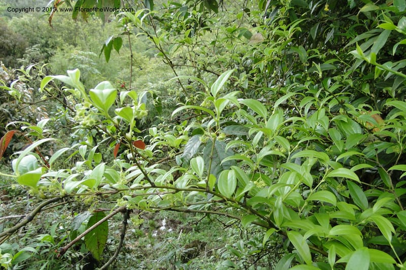 Heterosmilax, Regalado 1772--Viet Nam. Ban Khoang Commune. 4 May 2011. 080 (7).jpg