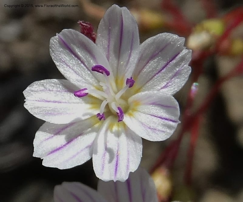 Lewisia columbiana var. wallowensis, Davidson, C 12591--ID. Idaho Co. Seven Devils Camp Ground. 15 Jul 2014. DSC00113 (135).JPG