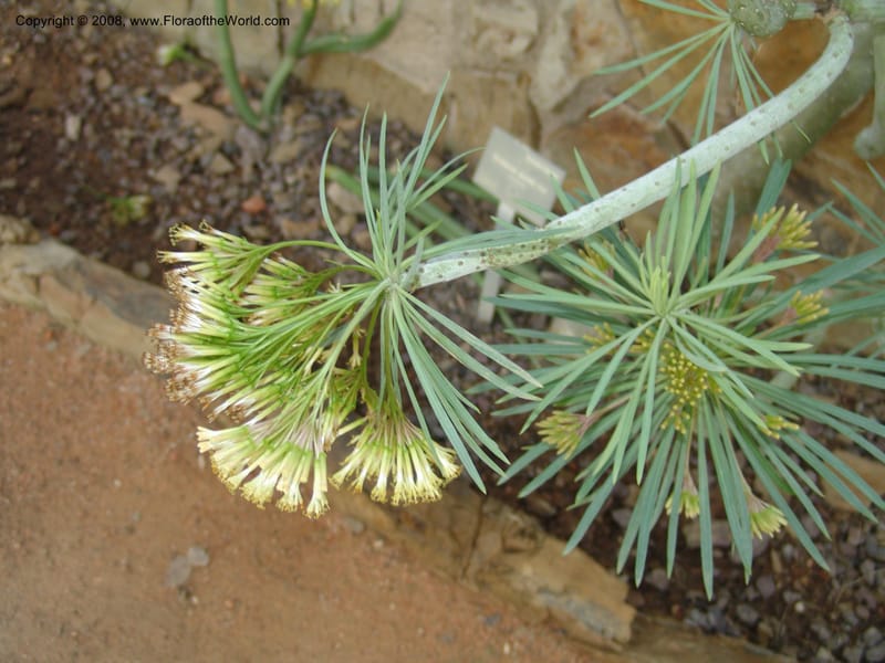 Senecio--Spain. Andalucia. Jardin Botanico de Cordoba. 2 Oct 04. 044.jpg