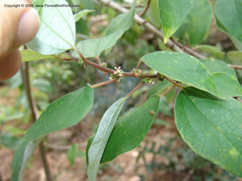 Pouzolzia mixta--So. Africa. Lowveld Nat. Bot. Gard. 14 Mch 05. 256.jpg