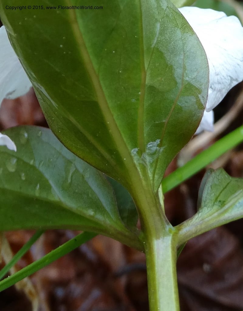 Trillium undulatum, Davidson, C 12959--North Carolina. Trans. Co. Devil's Courthouse View. 12 May 2015. DSC04151 (83).JPG