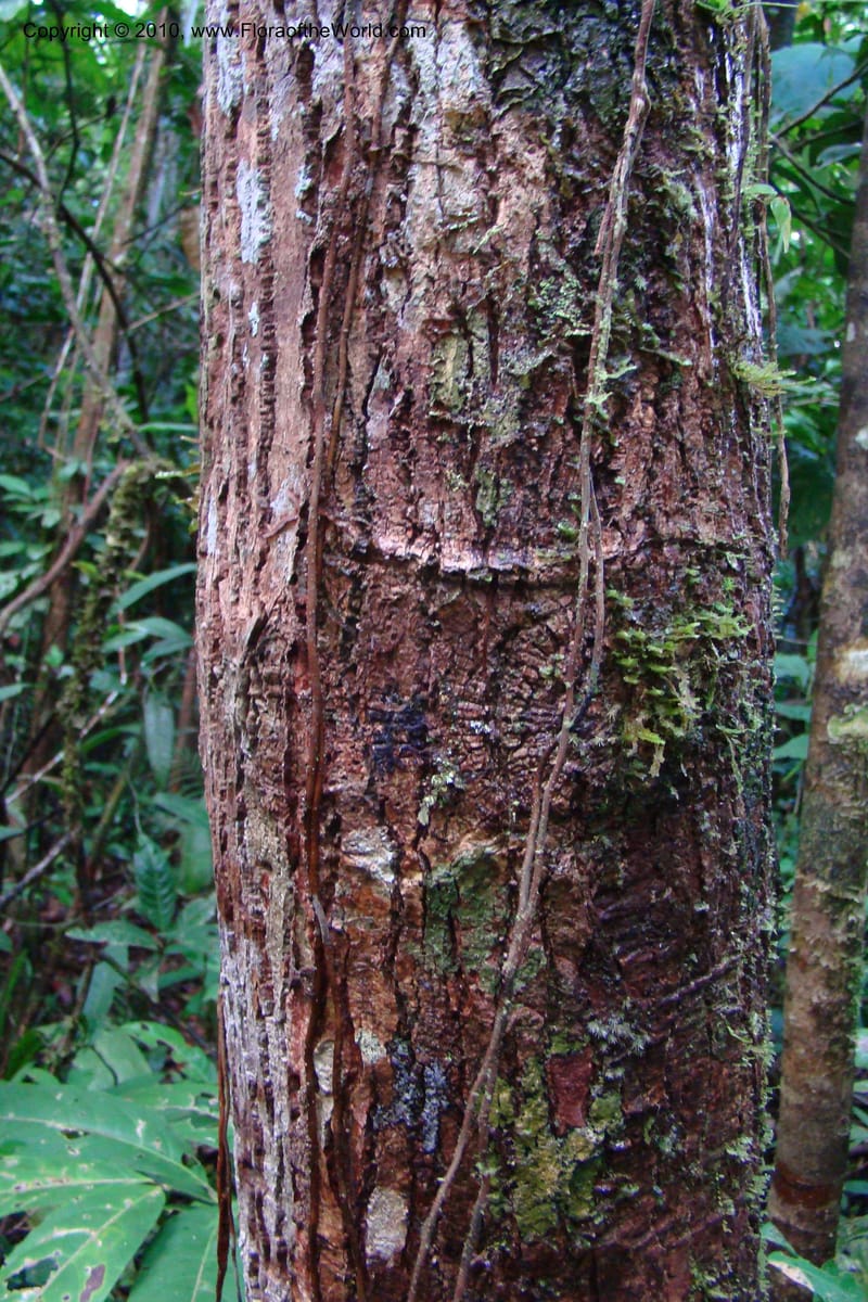 Himatanthus, R. Vasquez 34527--Peru. Loreto. Distr. Nauta. Parq. Nac. Pacaya Samiria. 4 Nov 08. 146.jpg