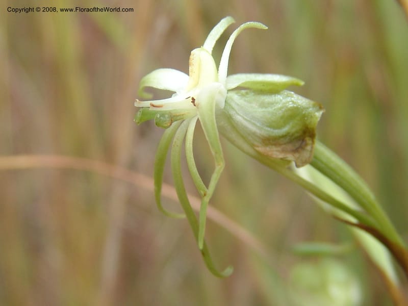 Habenaria--So.Africa. Mpumal. Moodie Mts.  18 Mch 05. 130.jpg