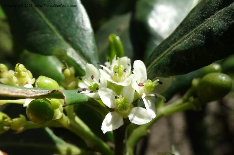 Pitavia punctata, Davidson, C 12801--Chile. L-30-M to Constitution. Jct to Empedrado. 25 Nov 2014. DSC07670 (26).JPG