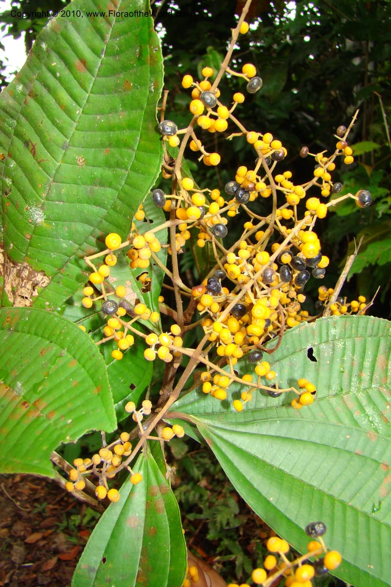 Miconia, Vasquez 34785--Peru. Loreto. Dist. Nauta. Miraflores, Rio Tigre. 10 Nov 08. 275.jpg