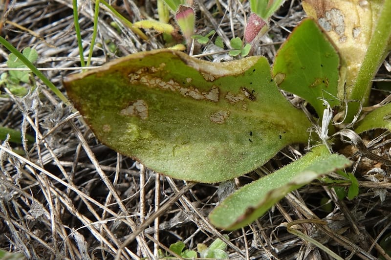 Micranthes oregana, C. Davidson 13615--CA. Modoc Co. Warner Mts. Hwy 299. 7 June 2017. DSC01455 (86).JPG