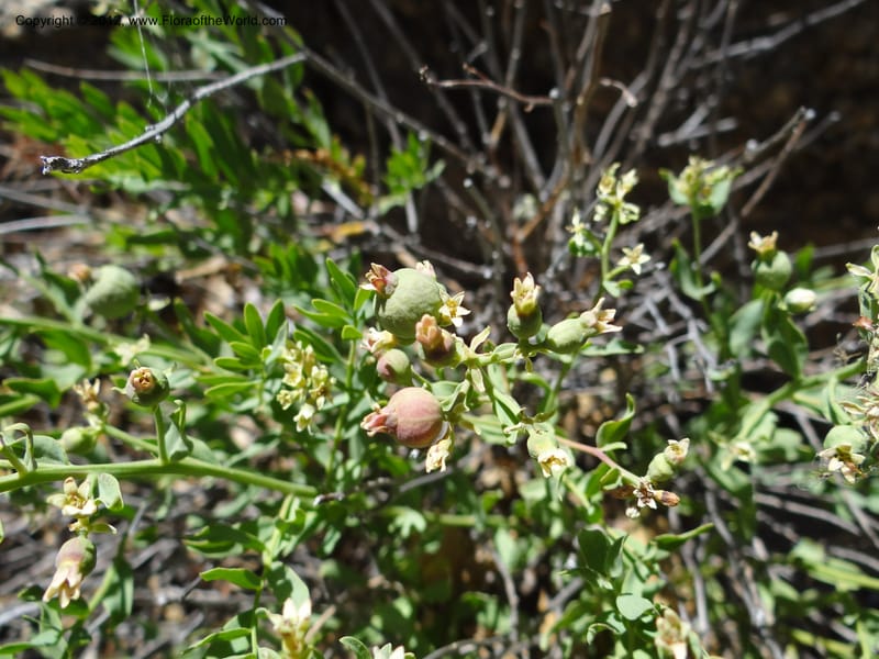 Comandra umbellata, Davidson, C 11942--AZ. Yavapai Co. Crown King Rd. 7 May 2012. DSC0894 1 (93).JPG