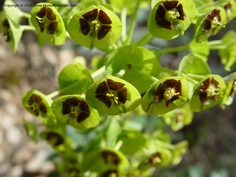 Euphorbia characias--Spain. Granada Prov. Jct. Albondon-Albunol on C333. 15 Apr 04. 003.jpg