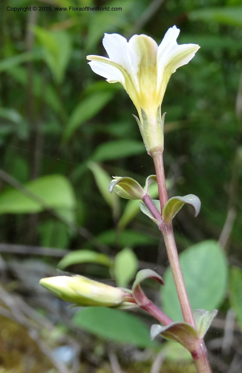 Gentiana, Boufford, D 43705--China. Sichuan. LongDongZhen on Rd. to LeiYuan Shan. 13 May 2014. DSC05860 (74).JPG