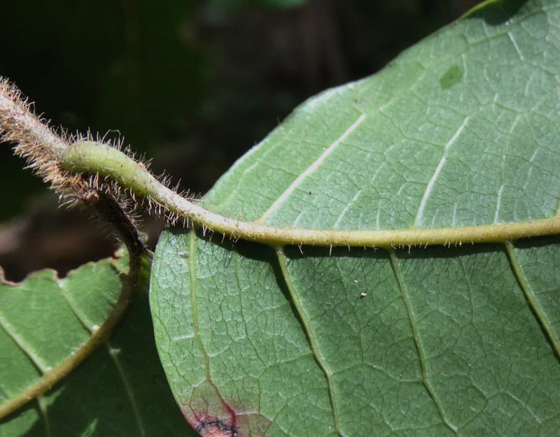 Alectryon hirsutus, Munzinger, J 7422--New Caledonia. Foret du Koghi. 13 Nov 2015. DSC02196 (64).JPG