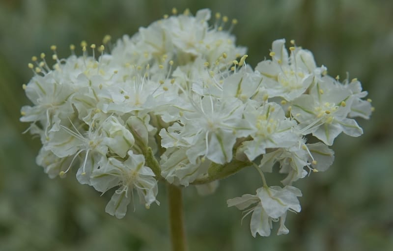 Eriogonum strictum subsp. proliferum, C. Davidson 13 587--ID. Boise Co. Scott Mtn. L.O. Rd. 25 May 2017. DSC00708. JPG (336).JPG