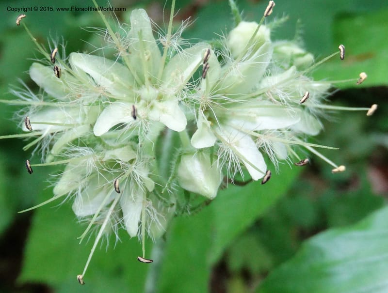 Hydrophyllum macrophyllum, Davidson, C 13025--North Carolina. Haywood Co. Pigeon R. 16 May 2015. DSC05923 (98).JPG