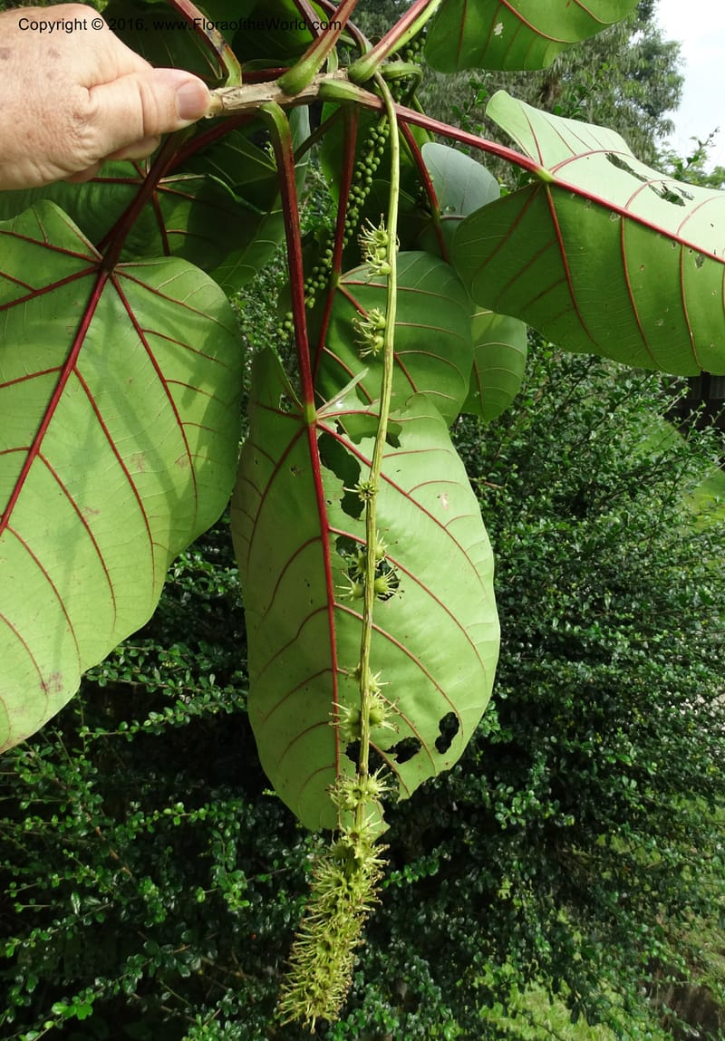Octomeles sumatrana, Davidson, C 12682--Sabah. Danum Valley. 4 Oct 2014. DSC01741 (366).JPG