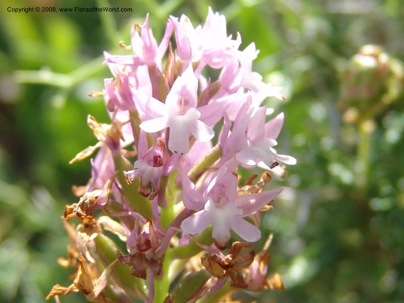 Anacamptis pyramidalis--Crete. Ep. Kisamos. Sirikari Gorge. 25 May 05. 093.jpg