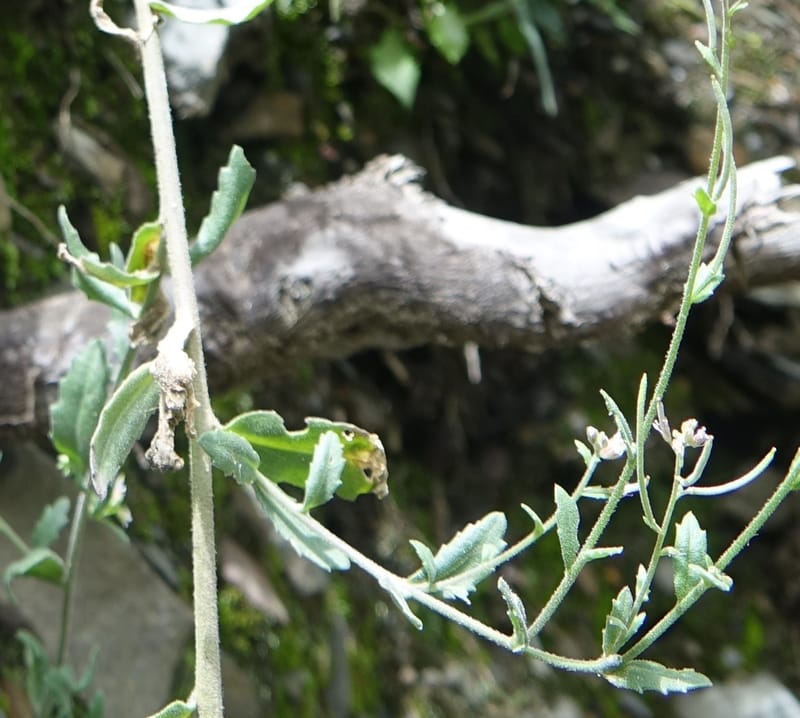 Arabis pycnocarpa var. pycnocarpa, D. Boufford 44001--China. Sichuan. Yibailingba-gou. 12 Aug 2017. DSC04660 (150).JPG