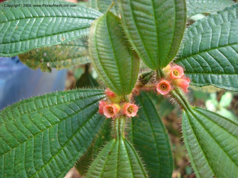 Tococa, D. Neill 15936--Ecuador.Prov.ZamoraC.WawaimePlotEcuacorriente 22 Sep 2007 161 (25).jpg