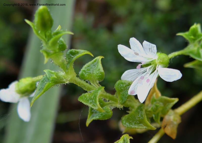 Cerastium, Ulloa, C 2388--Ecuador. Azuay. Matanga. 2 Oct 2012. DSC06351 (281).JPG