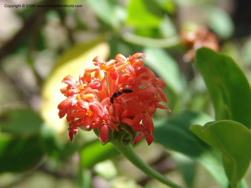 Gnidia daphnifolia, Z.Rogers954--Madag. Prov.Toliara. Belavenoky, Rd Tolinaro-Ste. Luce. 23 Jan 06. 027.jpg