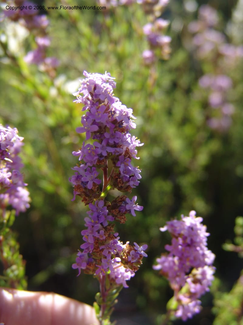 Selago galpinii--So.Africa. E. Cape. Joubert's Pass, SE of Lady Gray. 9 Mch 05. 017.jpg