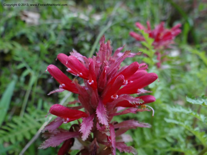Pedicularis densiflora, Davidson, C 12118--Calif. Trinity Co. Hwy 299. 15 Apr 2013 (7).JPG