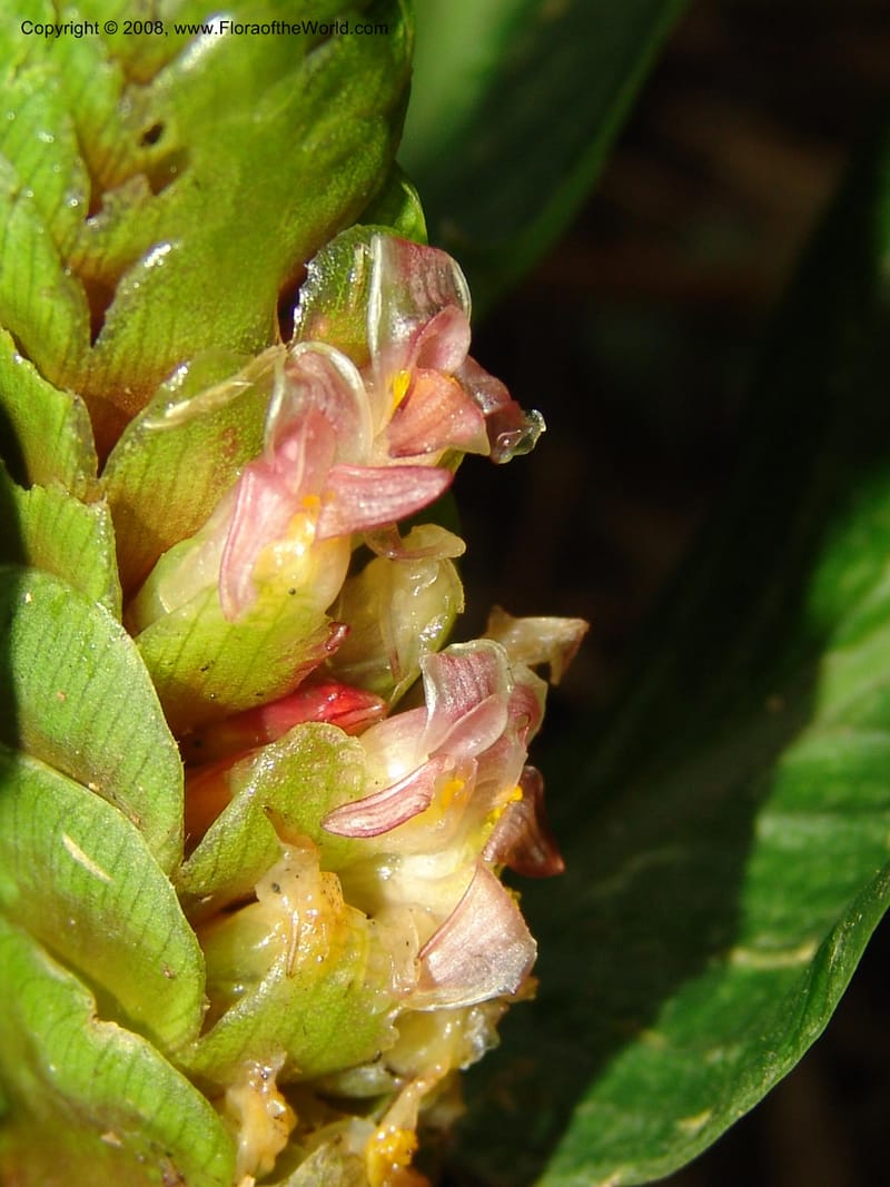 Calathea, RVasquez33009--Peru. Pillcopata. Qbda Pini Pini. 29 Oct 07. 900.jpg