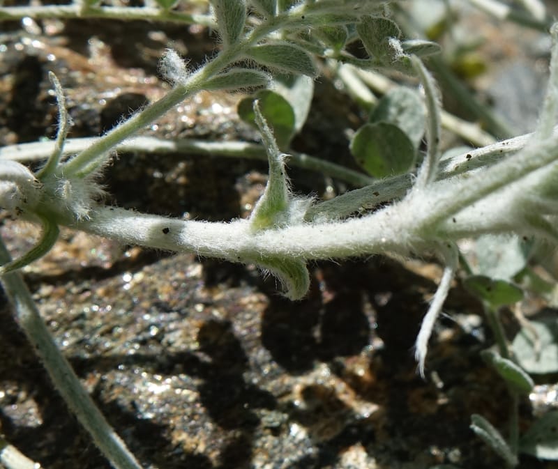 Astragalus purshii, C. Davidson 13582--ID. Idaho Co. Salmon R. Rd. E of Riggins. 24 May 2017. DSC00708. JPG (199).JPG