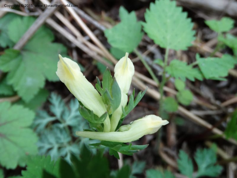 Corydalis, Not collected--China. Sichuan. ShaShiDuo. 8 May 2014. DSC04232 (129).JPG
