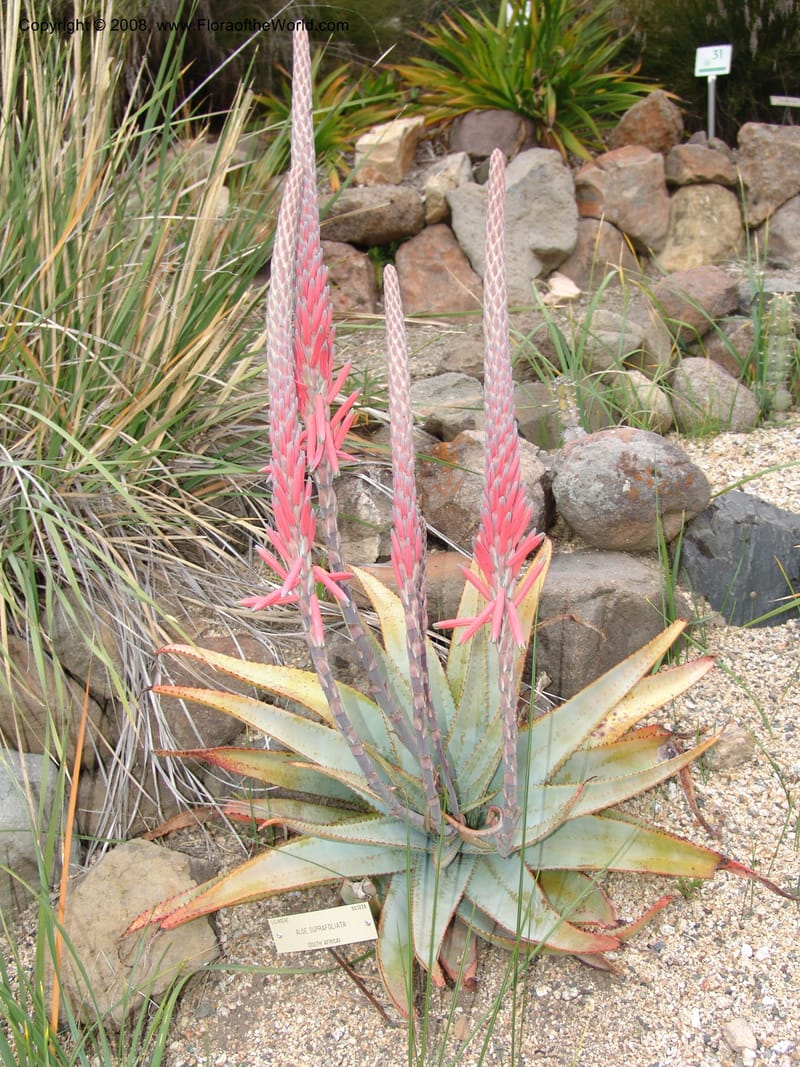 Aloe suprafoliata, 50.1228--CA. UC Berkeley Bot. Garden. 8 Dec 06. 078.jpg