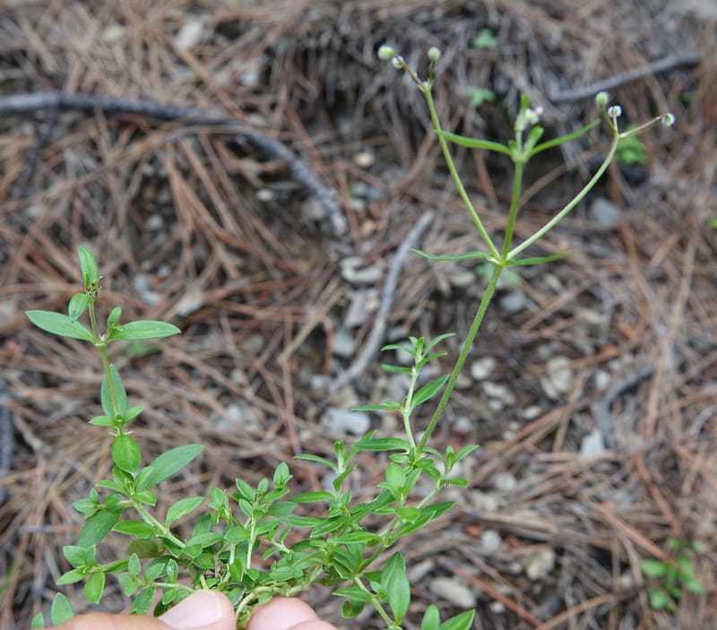 Kelloggia chinensis, D. Boufford 44006--China. Sichuan. Xiangcheng Xian. 13 Aug 2017. DSC05341 (49).JPG