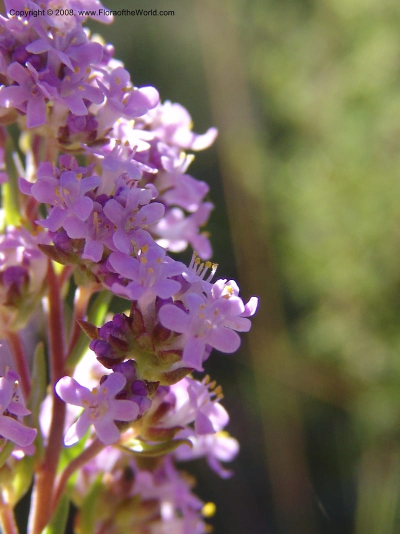 Selago galpinii--So.Africa. E. Cape. Joubert's Pass, SE of Lady Gray. 9 Mch 05. 024.jpg