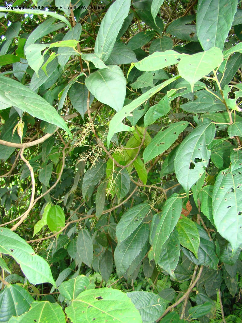 Alchornea, RAguilar11187--Costa Rica. Puntar. Osa. Los Mogos. 17 Apr 08. 204.jpg