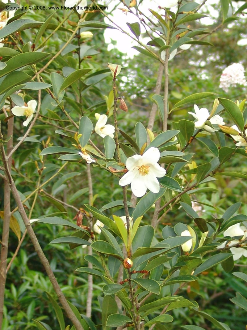 Michelia crassipes--CA. San Francisco Botanical Garden (Strybing Arb.). 30 Mch 06. 087.jpg
