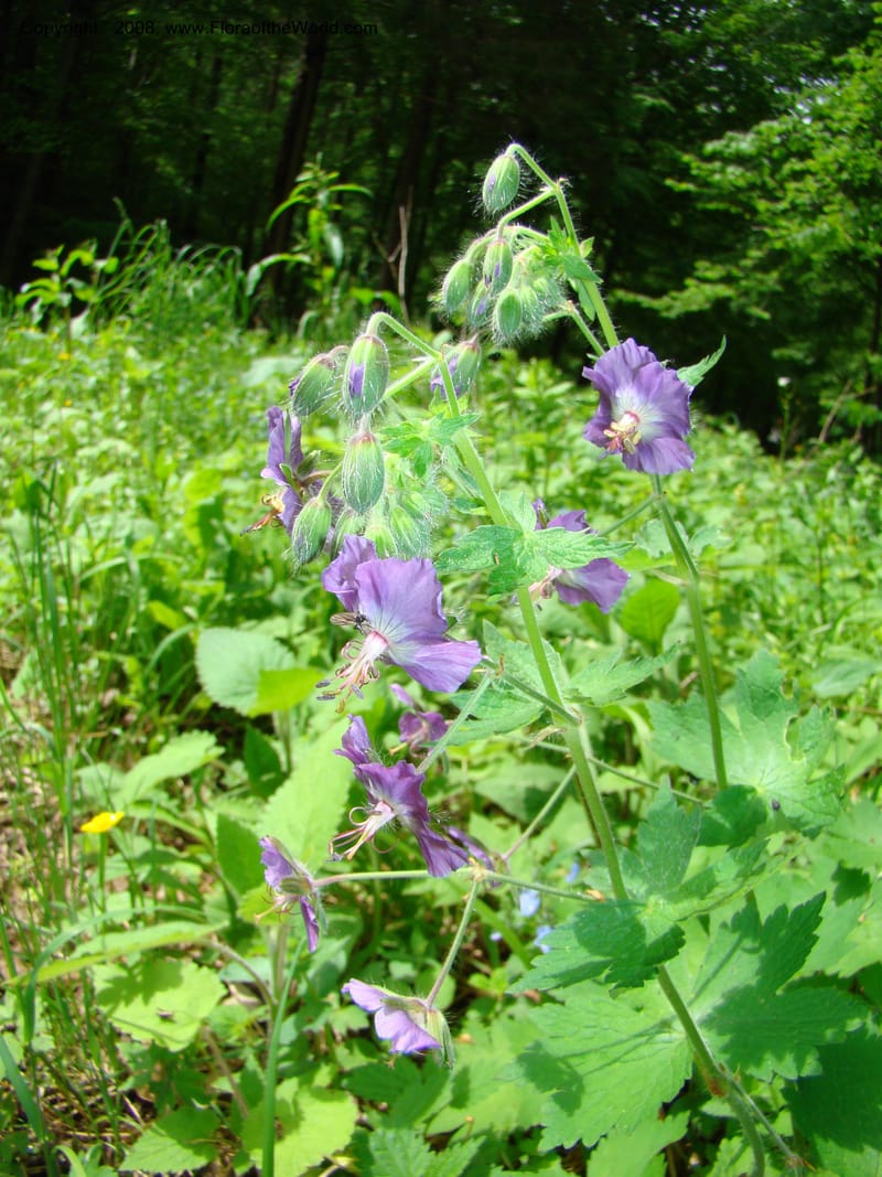 Slovenia. Kamniska Bistrica. 19 May 08. 004.jpg