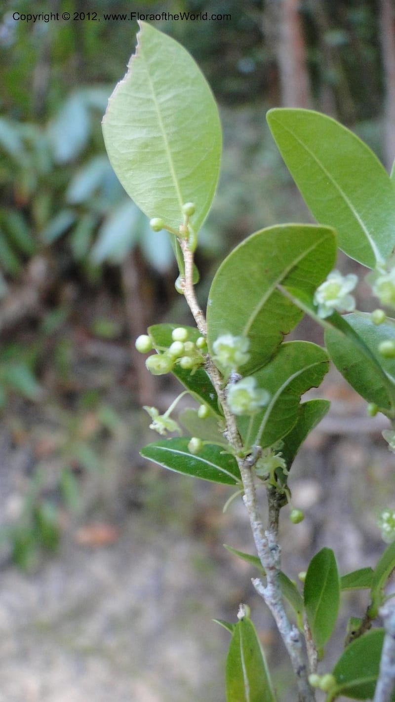 Ilex mitis, N. Manjato 190--Madagascar. E of Ambositra toward Antoetra. 2 May 2010 425.jpg