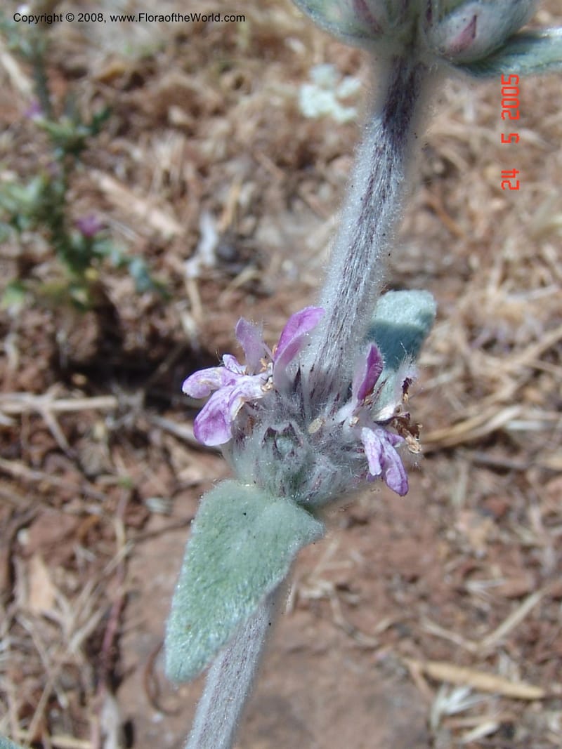 Stachys cretica--Crete. Ep. Apokoronos. Diktamos Gorge, ca. Stylos. 23 May 05. 030.jpg