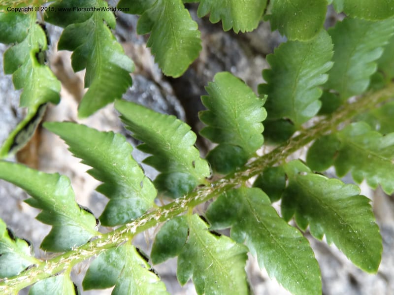 Polystichum scopulinum, Davidson, C 12631--ID. Idaho Co. Seven Devils Campground. 11 Aug 2014. DSC00412 (50).JPG