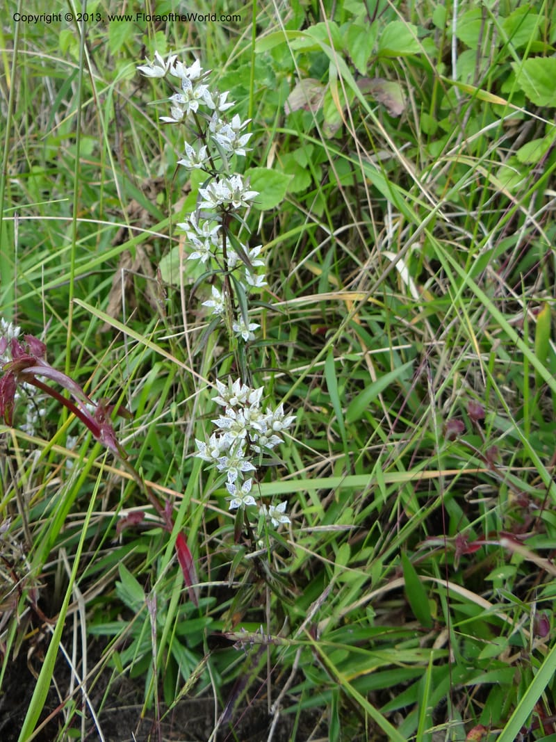 Swertia angustifolia, VC 5497--Thailand. Chiang Mai Prov. Doi Inthanon Nat. Park. 8 Nov 2012. DSC07747 (229).JPG