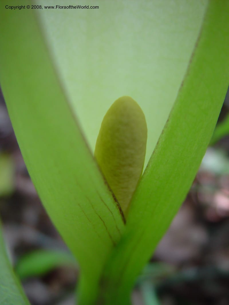 Arum italicum--Italy. Abruzzo. Ris. Torino di Sangro. 5 May 03. 150.jpg