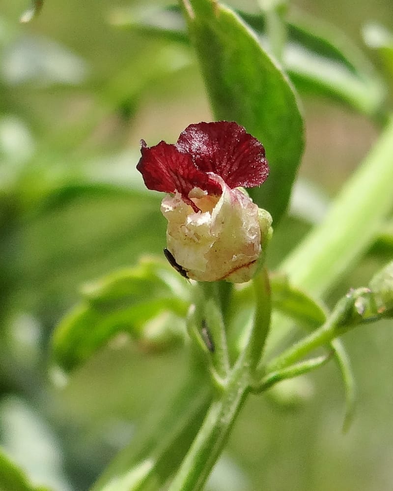 Scrophularia--Kurdistan. Hawraman. Stop 5. 22 May 2013. DSC04493 (47).JPG