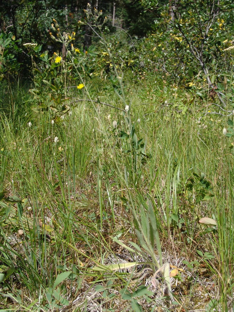 Hieracium scouleri v. albertinum--ID. Valley Co. Sylvan Beach, Reservoir trail. 13 Aug 05. 105.jpg