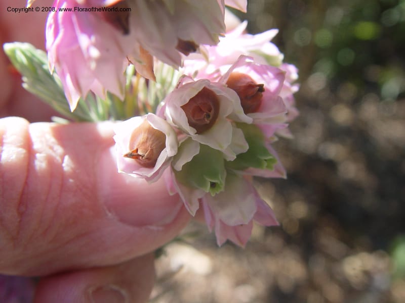 Erica glauca v. elegans, 96.0036--CA. UC Berkeley Bot. Gard. 9 Feb 04. 039.jpg