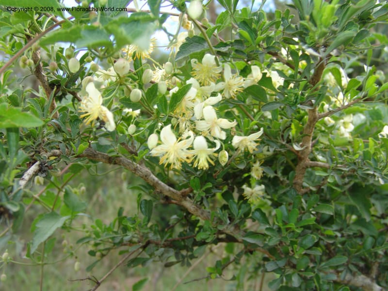 Clematis brachiata--So.Africa. E. Cape. Waringham Farm, Quanti Area, Stut. 8 Mch 05. 444.jpg