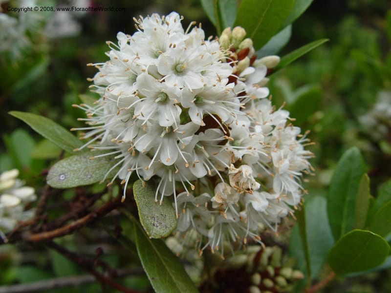 Rhododendron ledoides--MA. Arnold Arbor. 30 Jun 03. 163.jpg